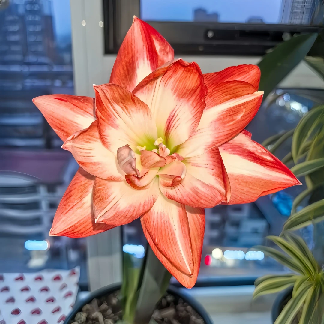 花孔雀朱顶红种球阳台包对版四季开花卉室内绿植物重瓣大球多年生