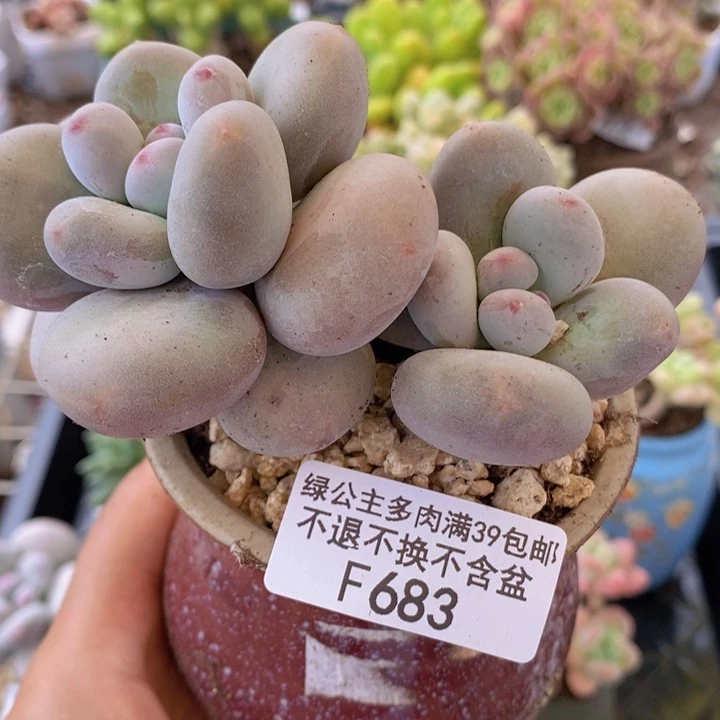 大叶奶11vm683多肉植物