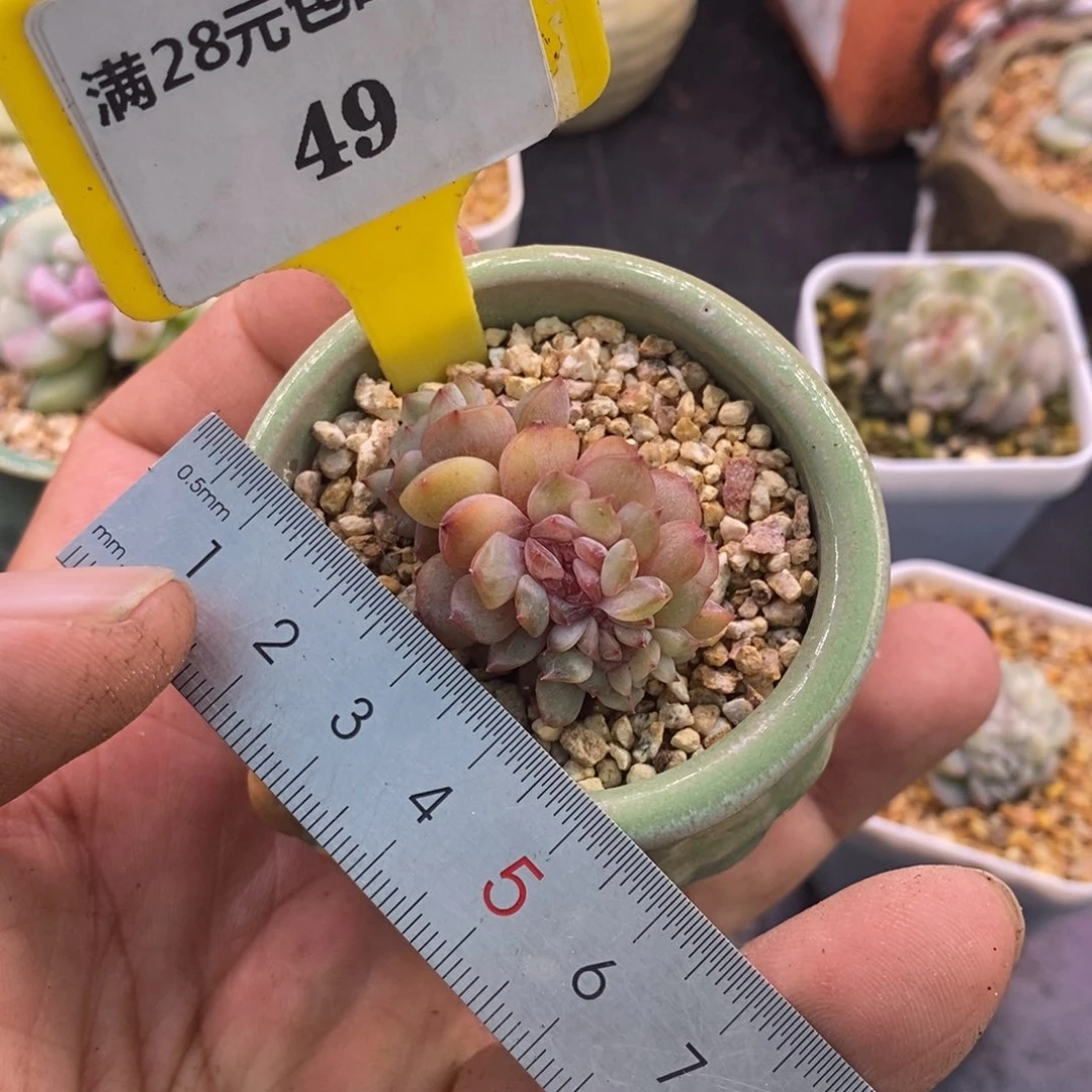 949红恋缀化，带板子