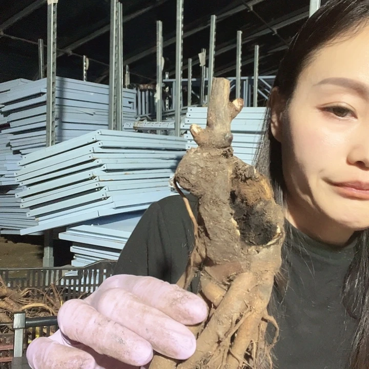 当前无花栽培后可以开花三文鱼嫁接
