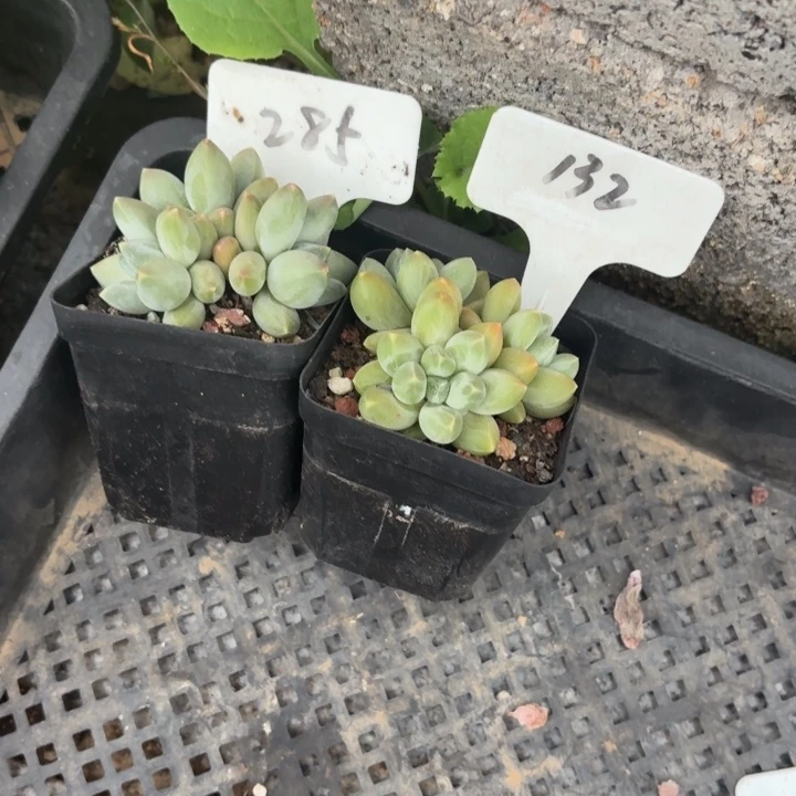 多肉植物松果乌拉克拉