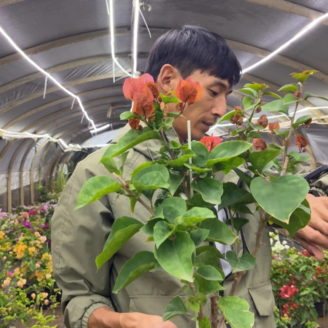 完全开放（巧克力）三角梅会落花落叶会光杆苗有大有小