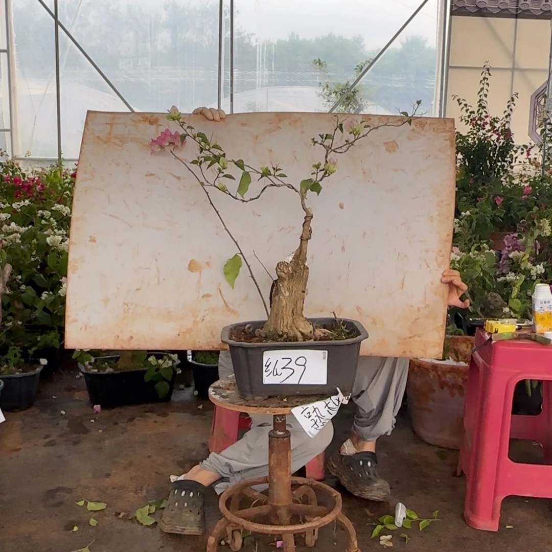 大部分花苞少量开放绿樱 39