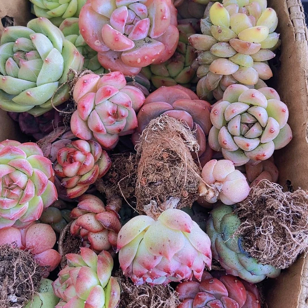 00000000001量拍保底20颗