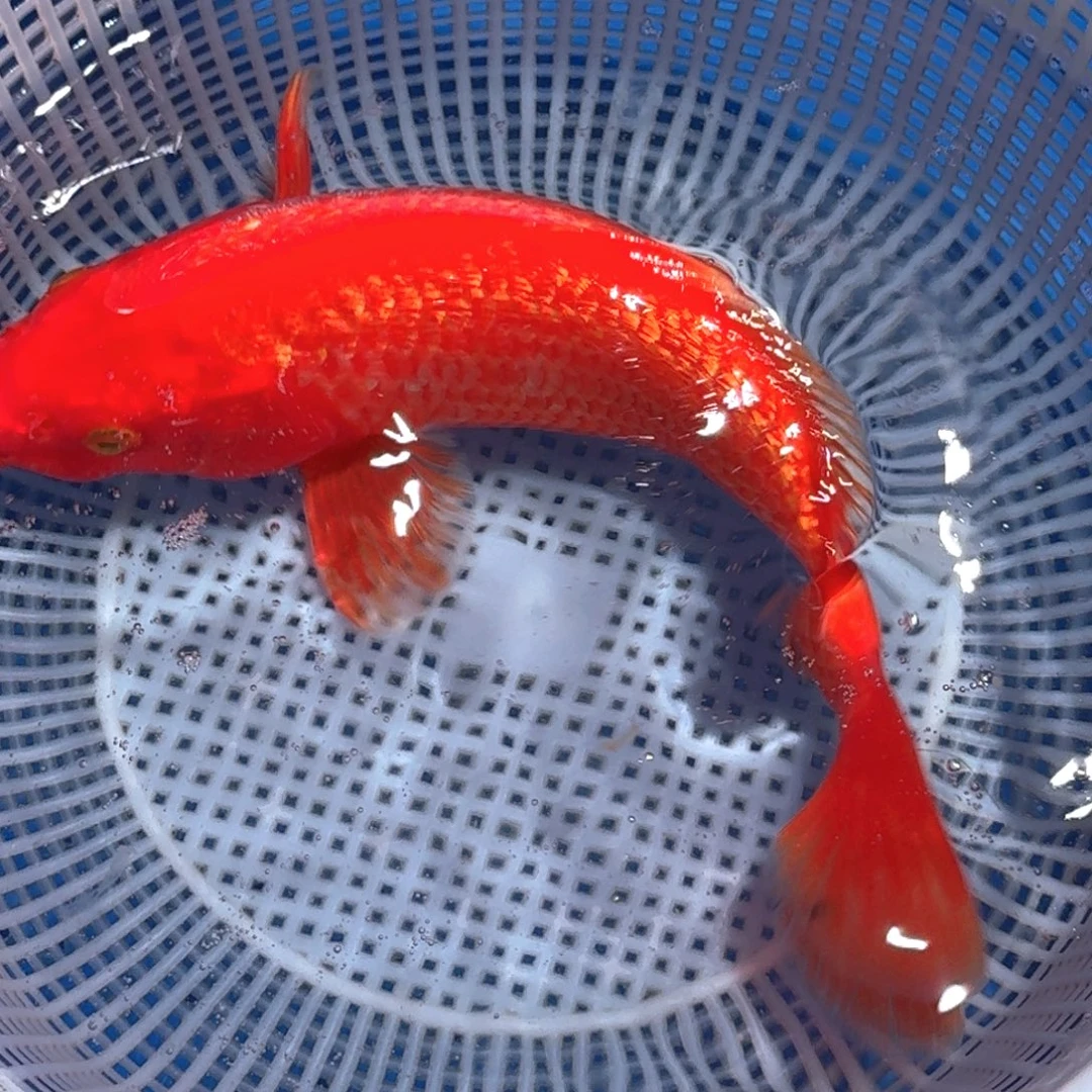 锦鲤精品甄选血统锦鲤