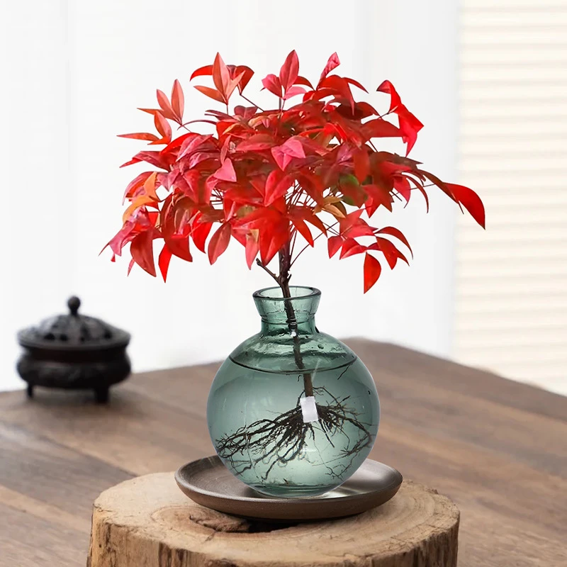 水培植物发财树室内净化空气火焰南天竹四季好养绿萝客厅花卉绿植