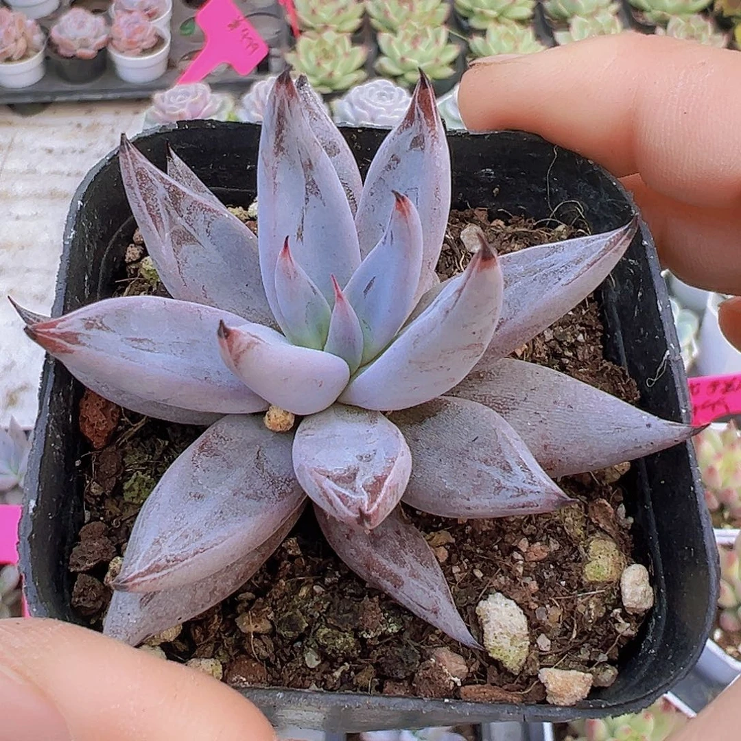 魔爪19包邮多肉植物