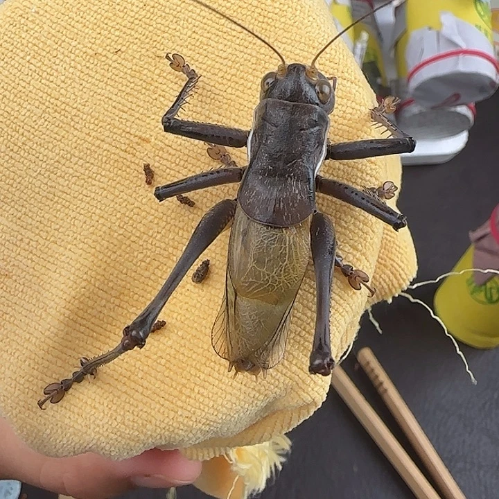蟋蟀郝建伟蝈蝈大包一条包邮
