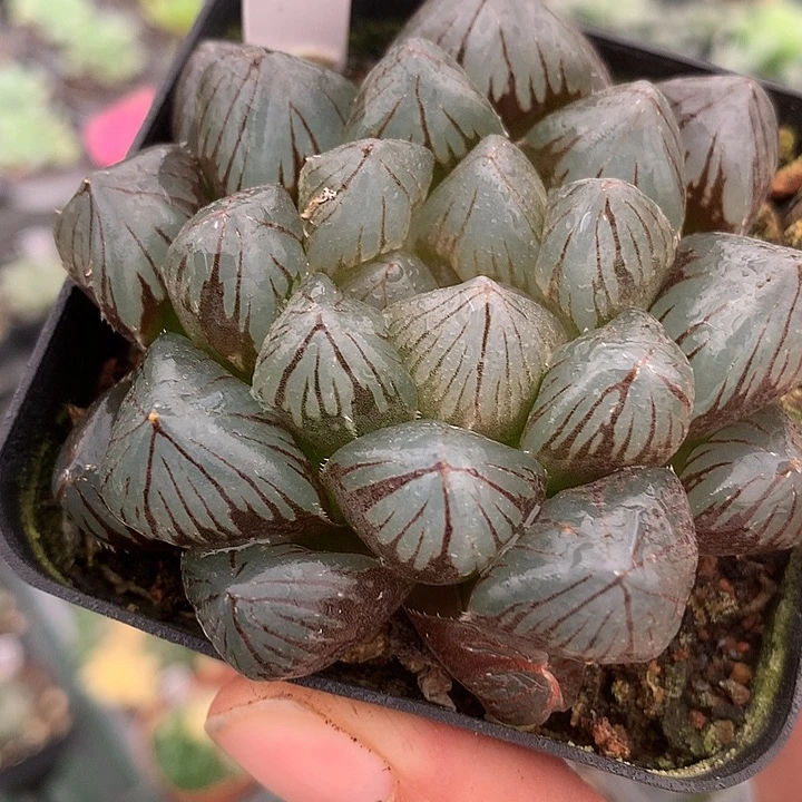 龙爪玉露带盆土法huwo