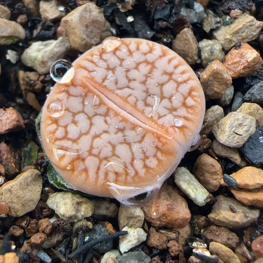 拿铁化浪汉玉多肉植物百科