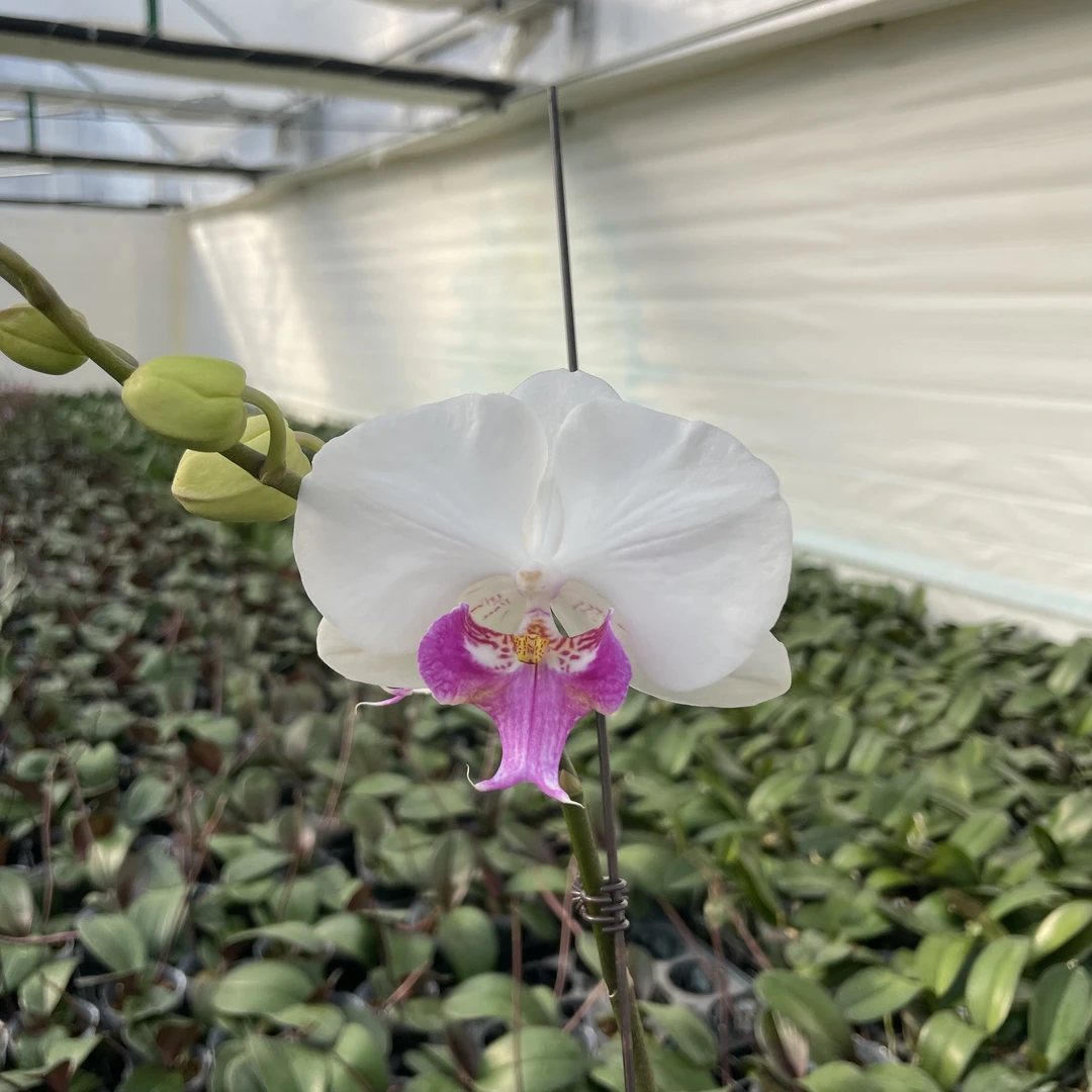 【秀新兰业】蝴蝶兰【茶花女】3.0寸带花带花苞发货 高档花卉