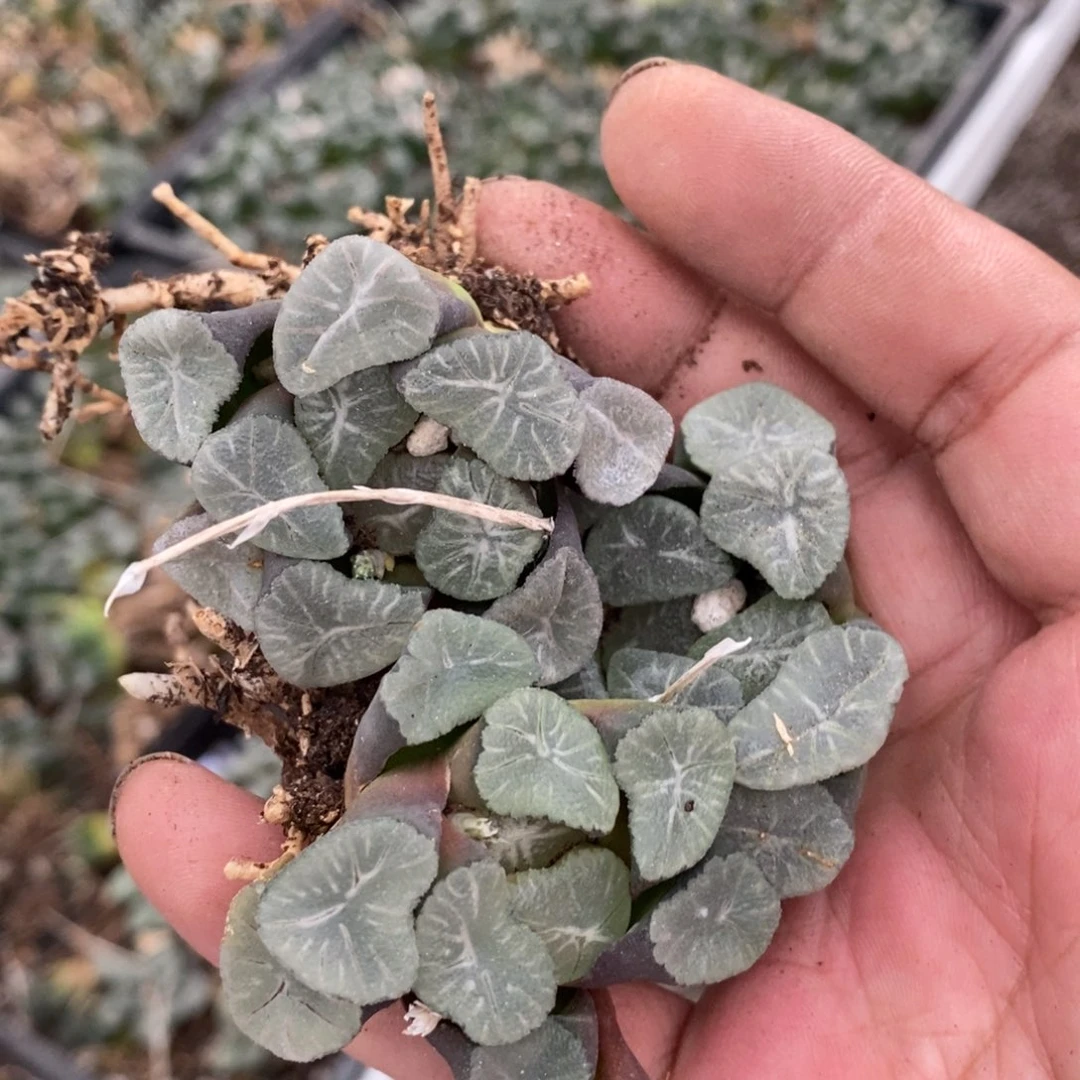 2514 一颗中空明湖万象 超级福利