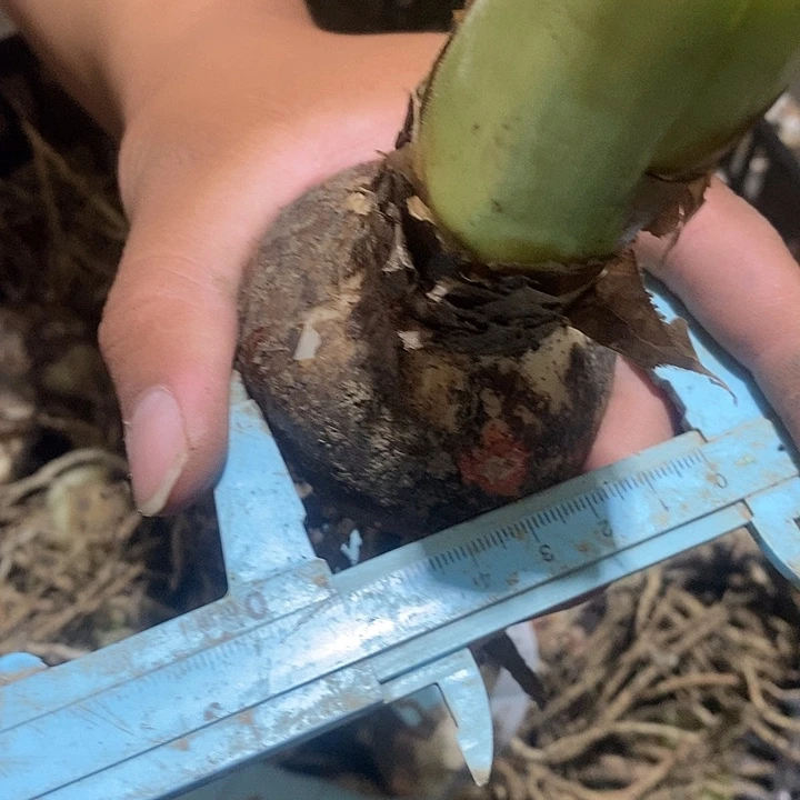 朱顶红螺旋魅果6公分
