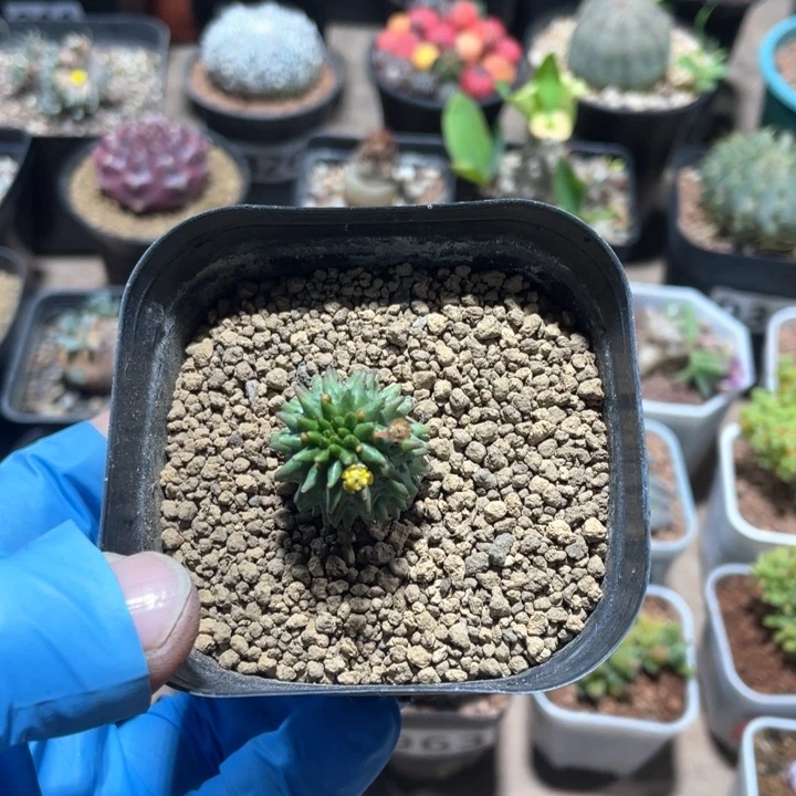 979海胆大戟仙人球