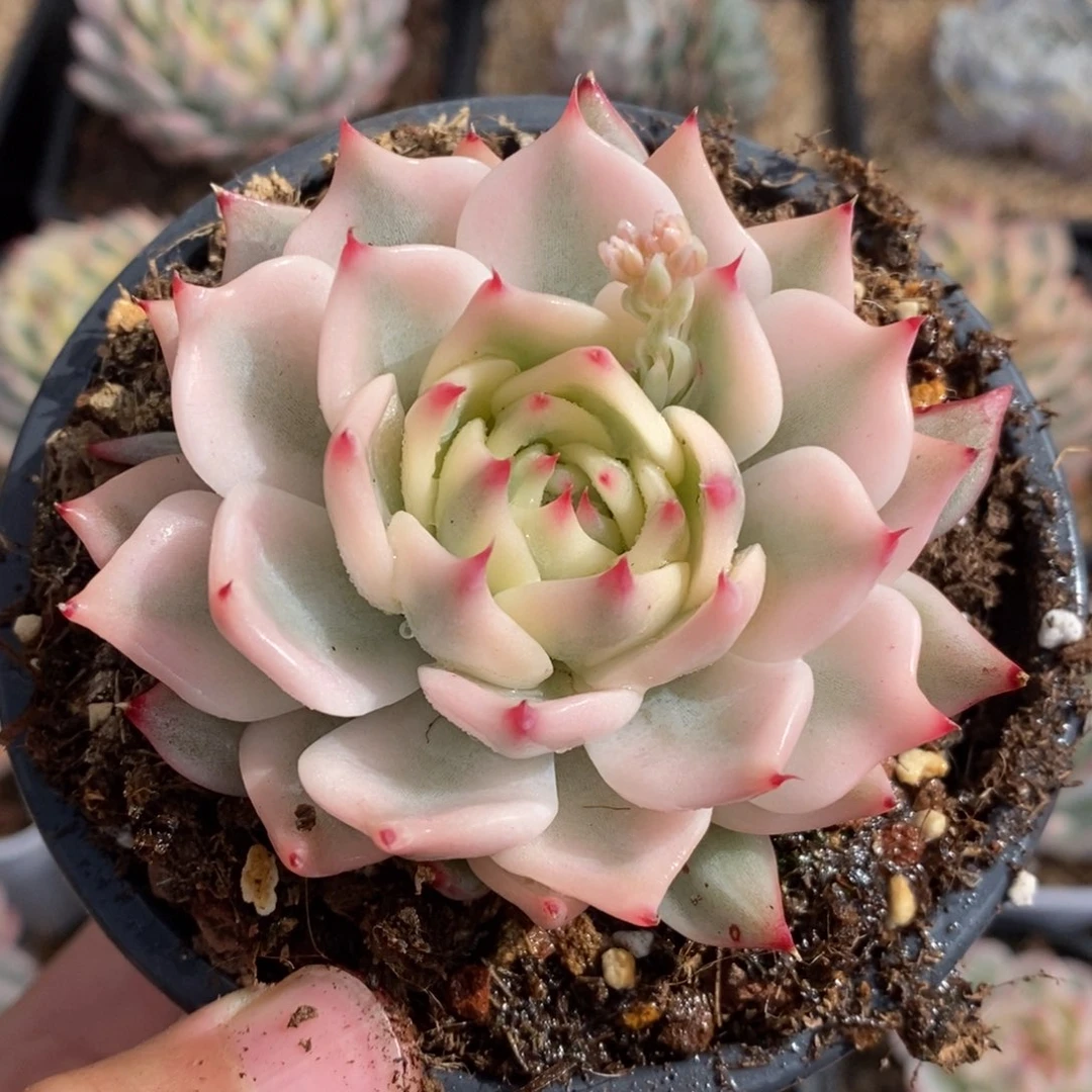 吉娃娃锦多肉植物