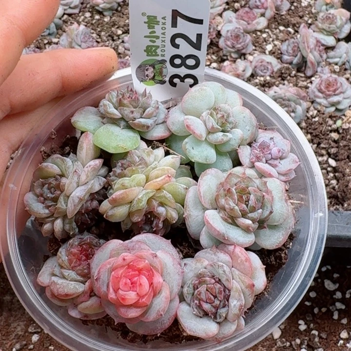 多肉植物多肉植物