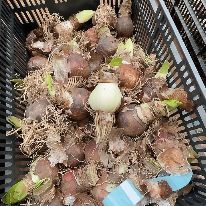 直播间明亮妮芙7厘米左右开花球一个