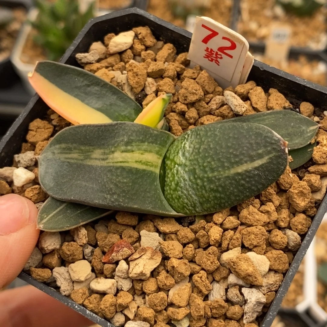 72卧牛多肉植物组合