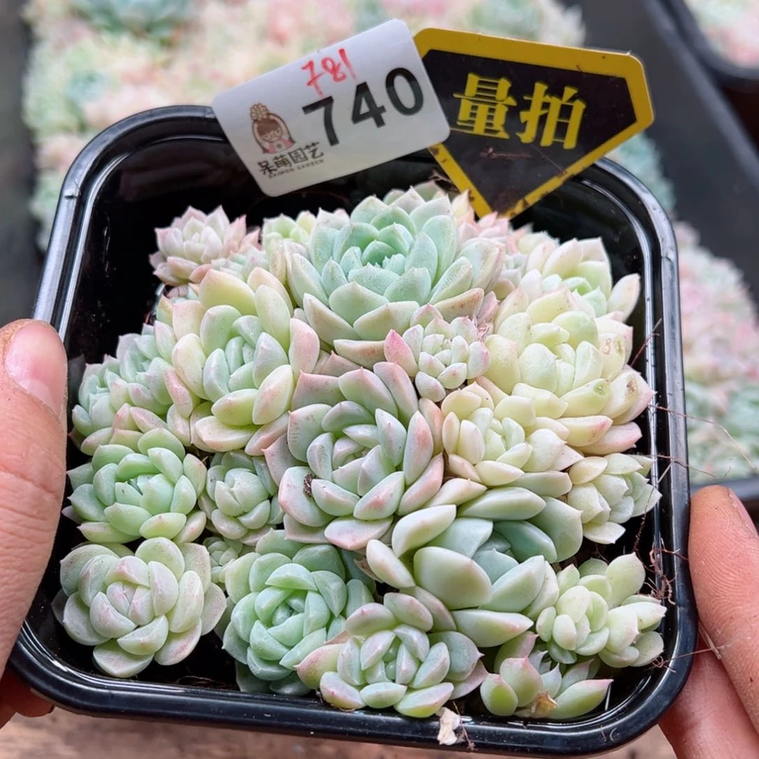 多肉植物多肉植物