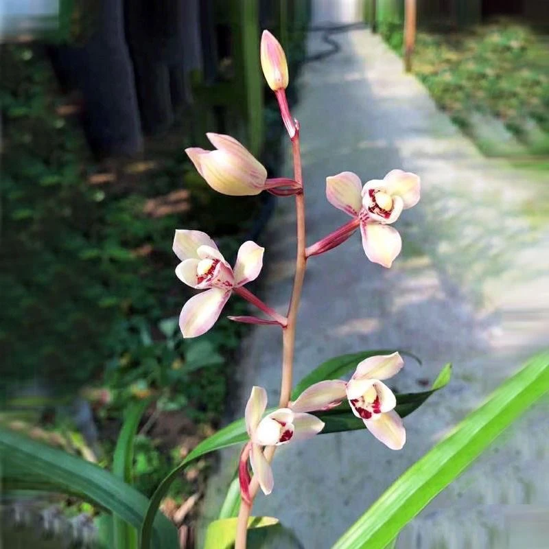 QINGYALANYUAN/清雅兰园建兰名品花仙子