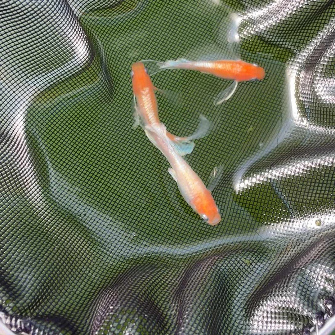 青鳉鱼编号 13 真长鳍红白赤壁 3 条