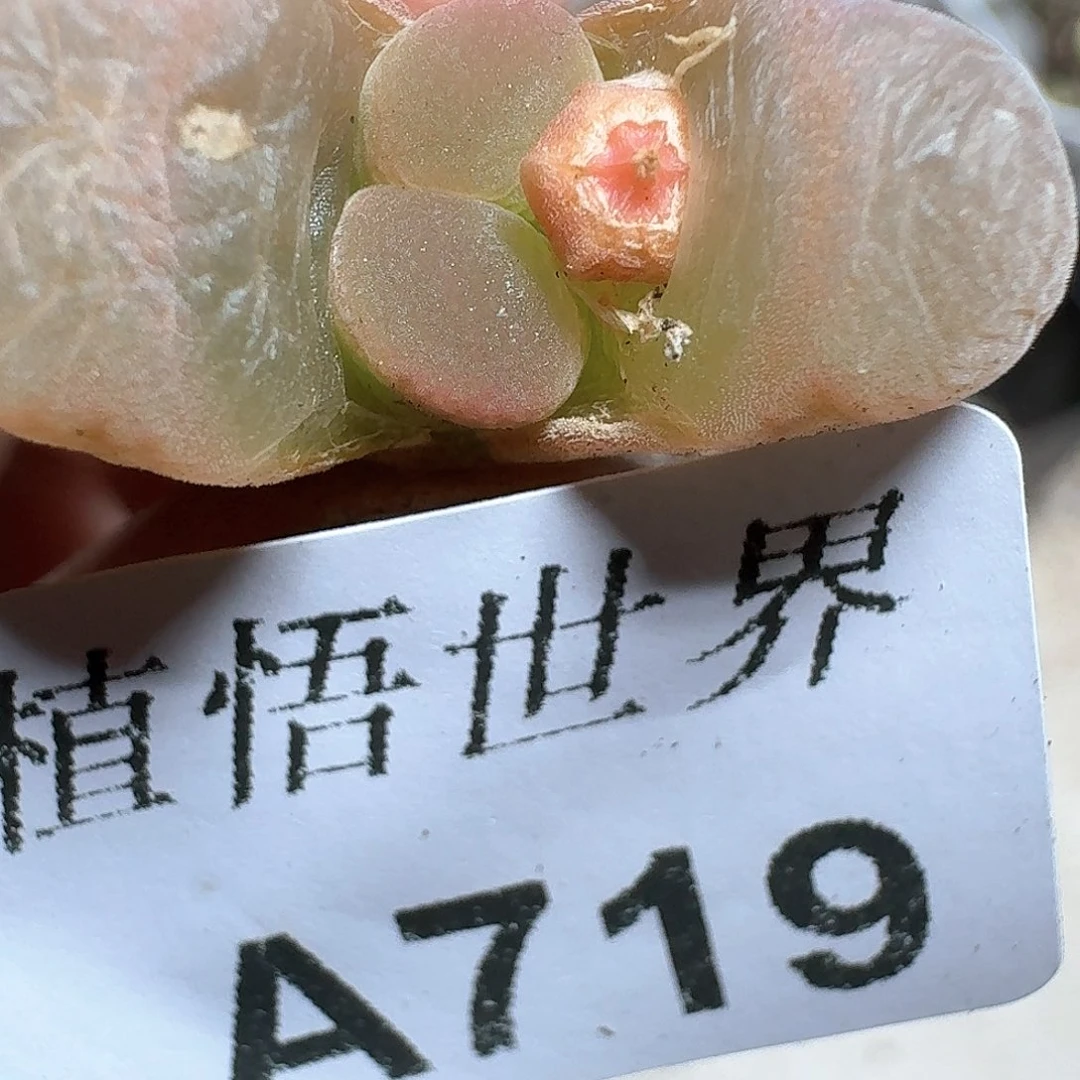719盒多肉植物哇c v