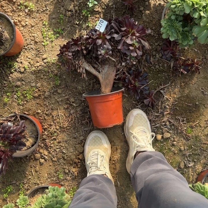 3207 清棚处理不包断枝