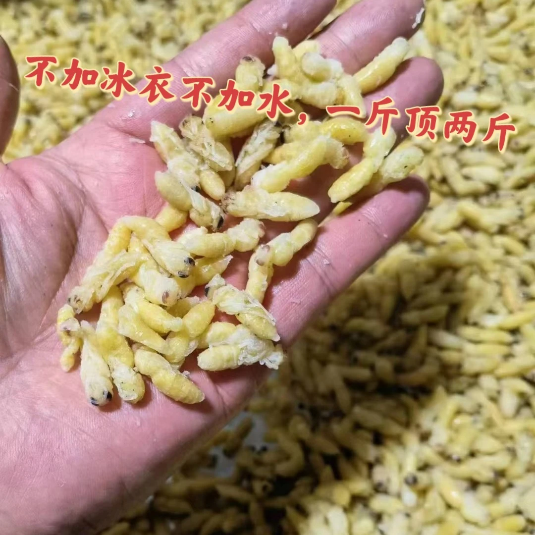 蜂蛹树蜂二级蛹深山美味葫芦蜂马蜂顺丰包邮500g