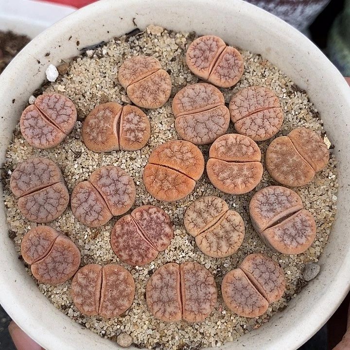 24534拿铁一组两颗