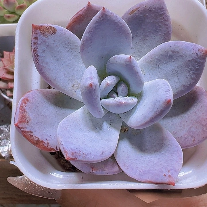 嫦娥19包邮多肉植物