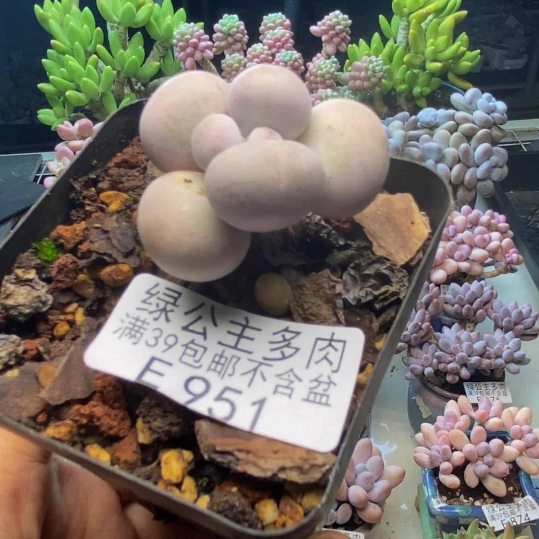 951橙奶多肉肉2c m