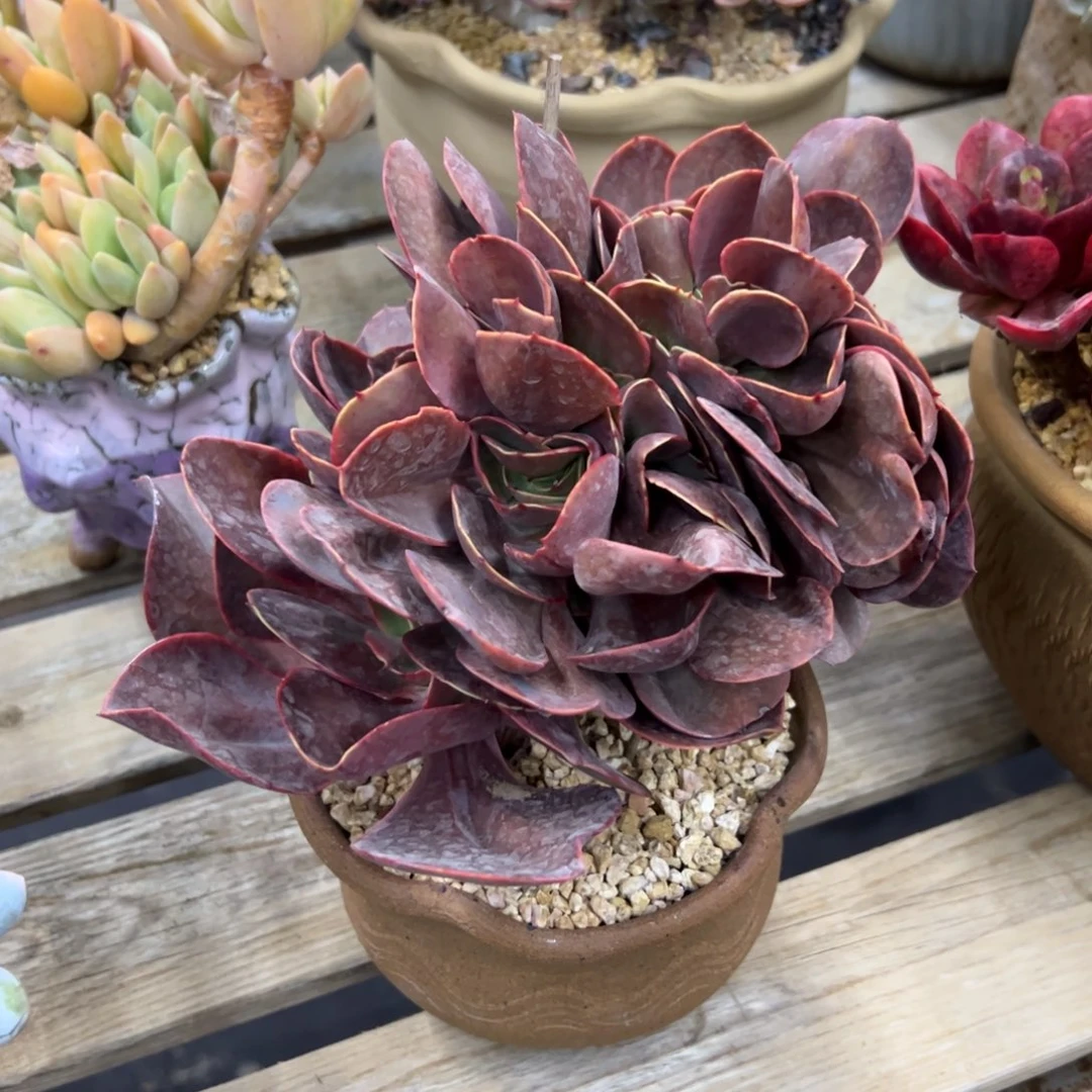 若涛28 零零多肉植物