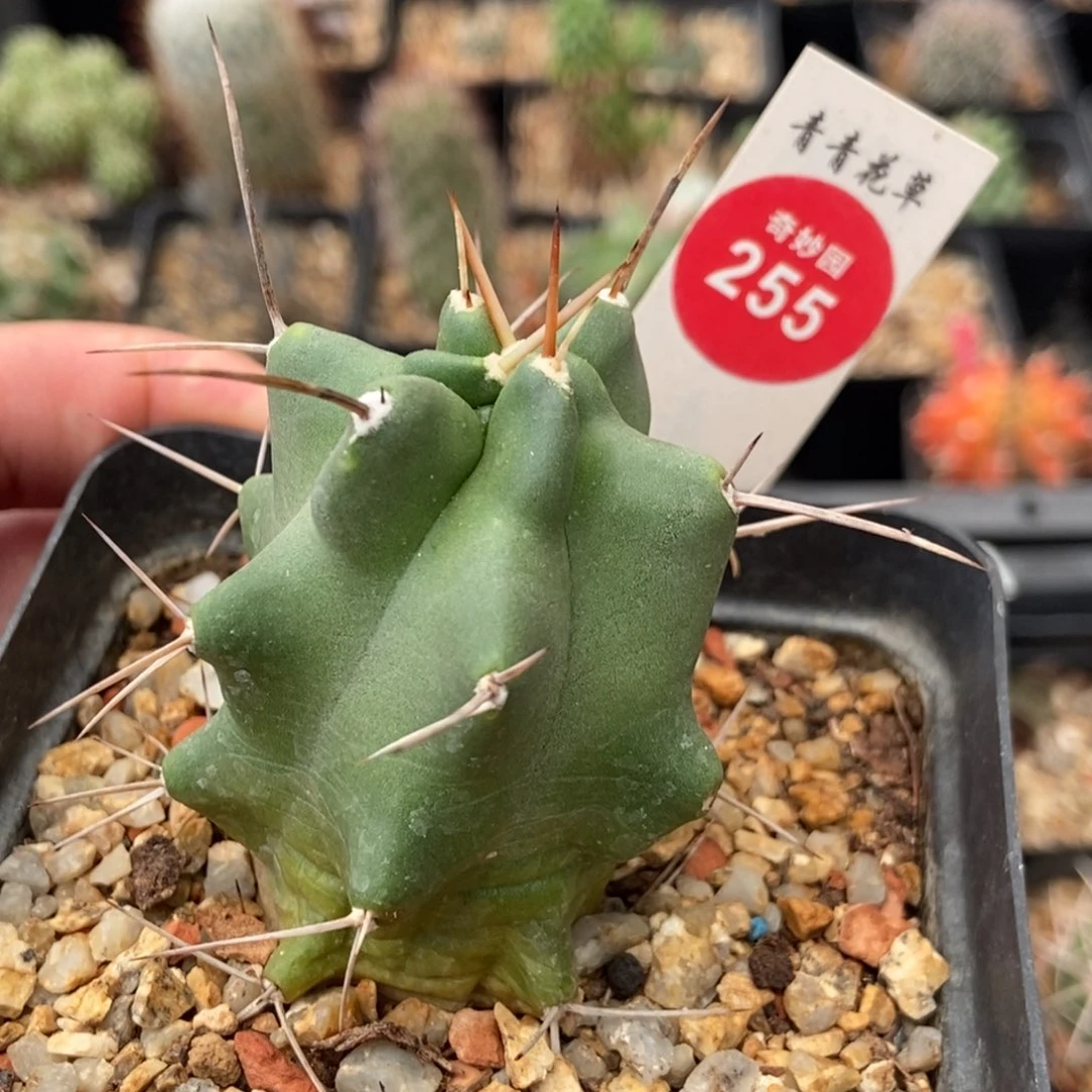 实生少刺虾一棵仙人球