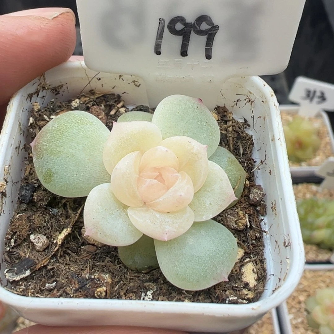 199号无尽月 晗雨多肉