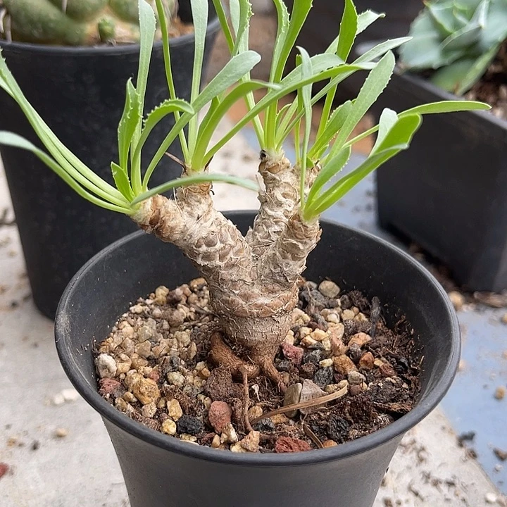 无花朵实生刨花厚敦菊一物一拍