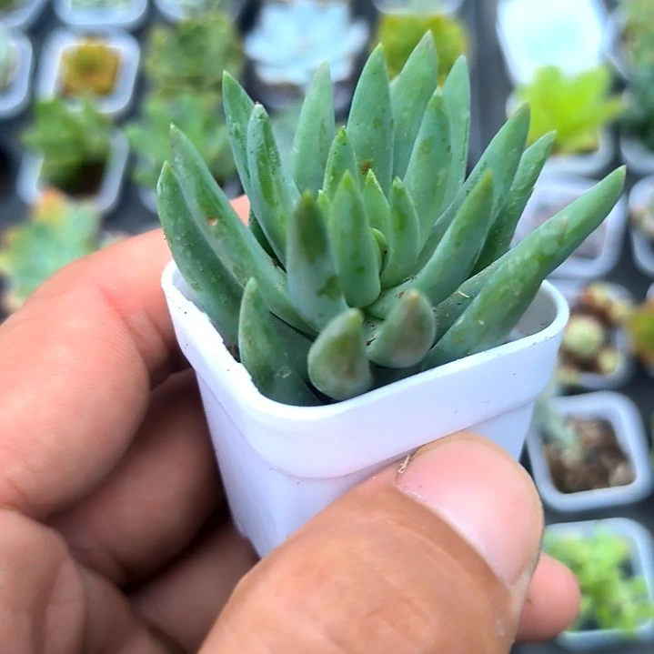 千佛手，满5元包邮