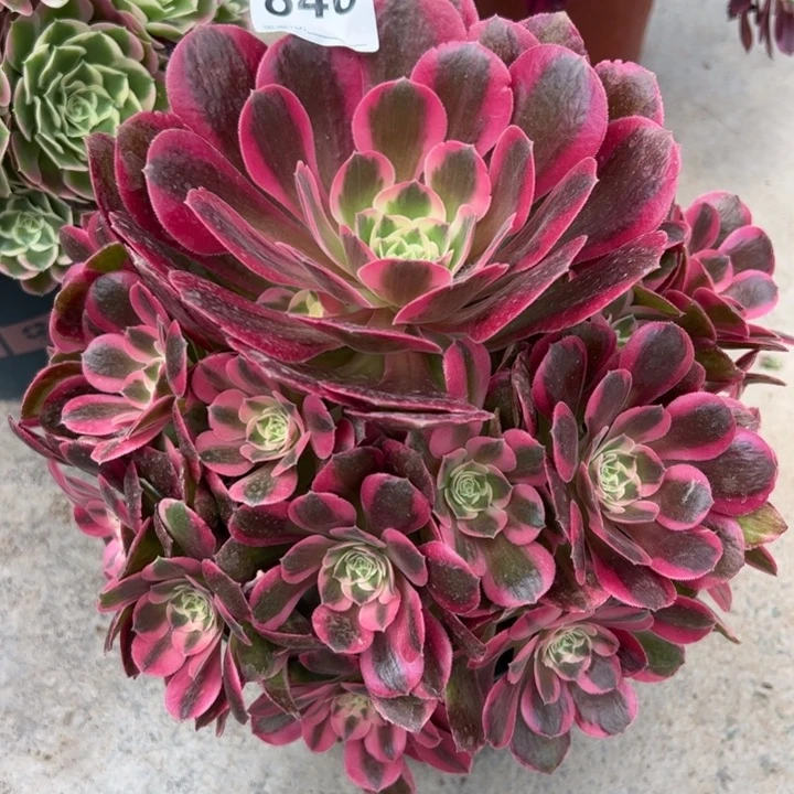 840粉女郎25厘米左右嫩庄