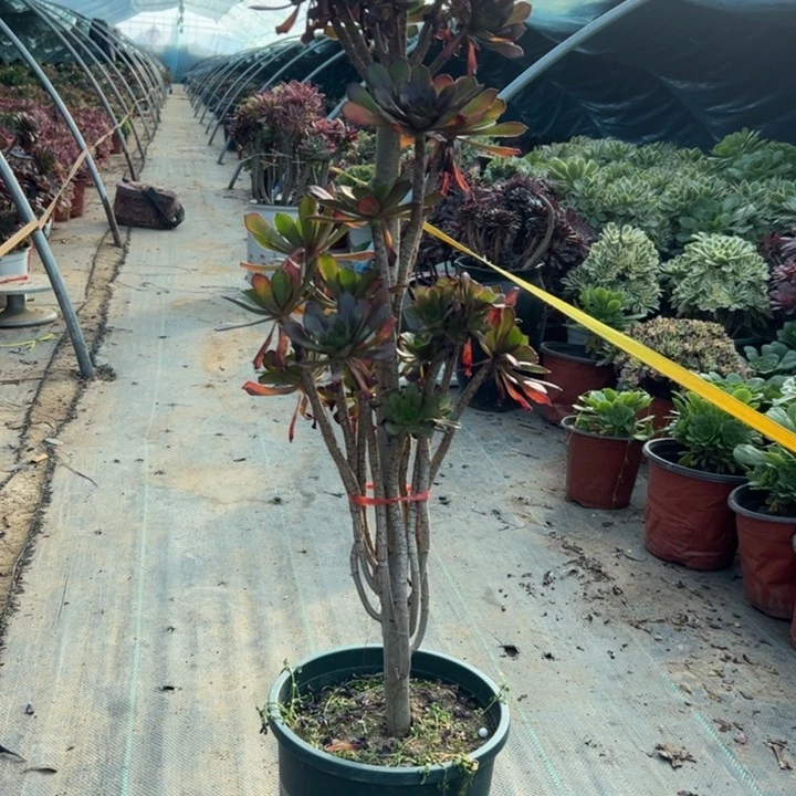 40黑法师多肉多肉多肉