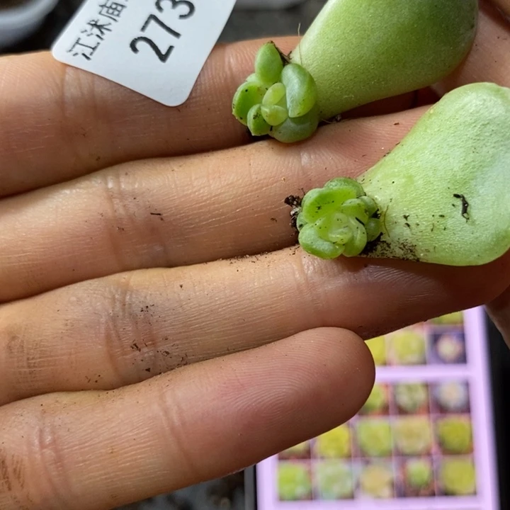 标签273珍妮一个多肉