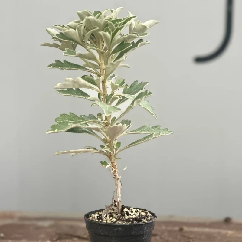 高山雅菊好养耐寒耐热庭院盆栽四季常青阳台盆景室内外桌面花卉