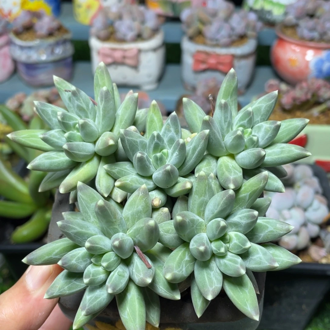 乌拉克拉多肉植物