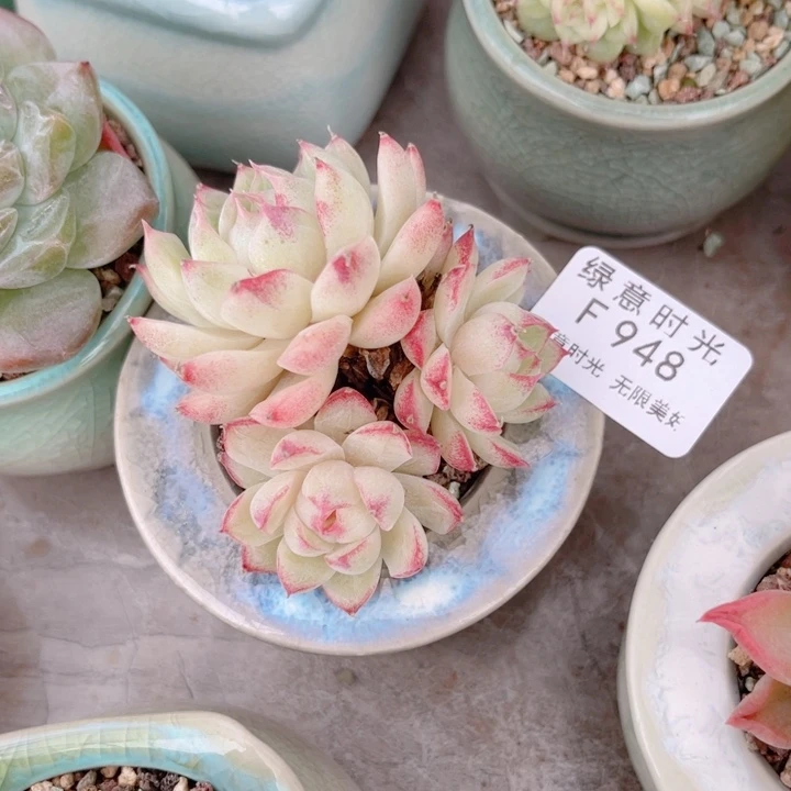948 白底麦秆群 带陶瓷盆发货 满28包邮