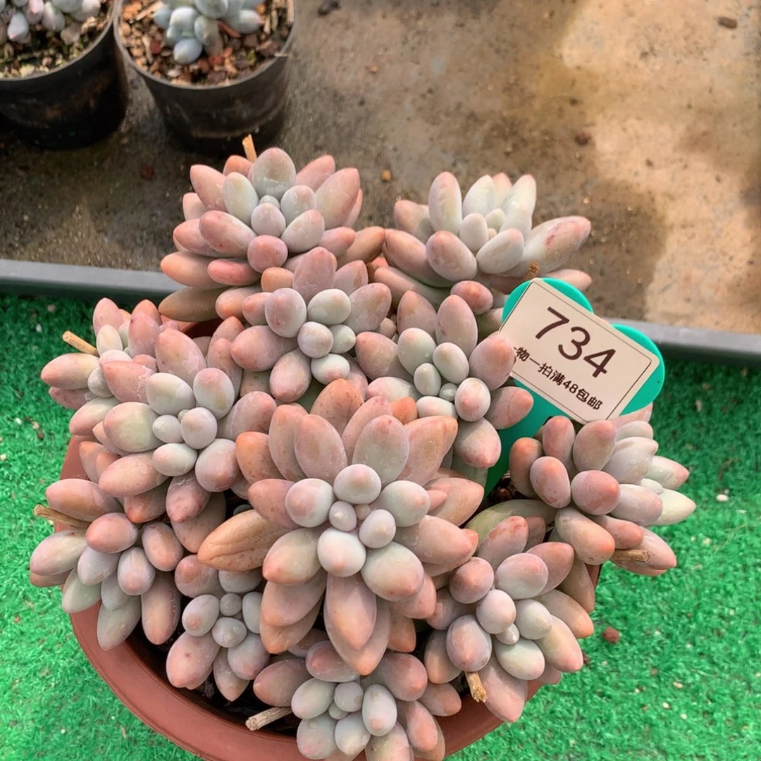粉色恋人老桩平头734