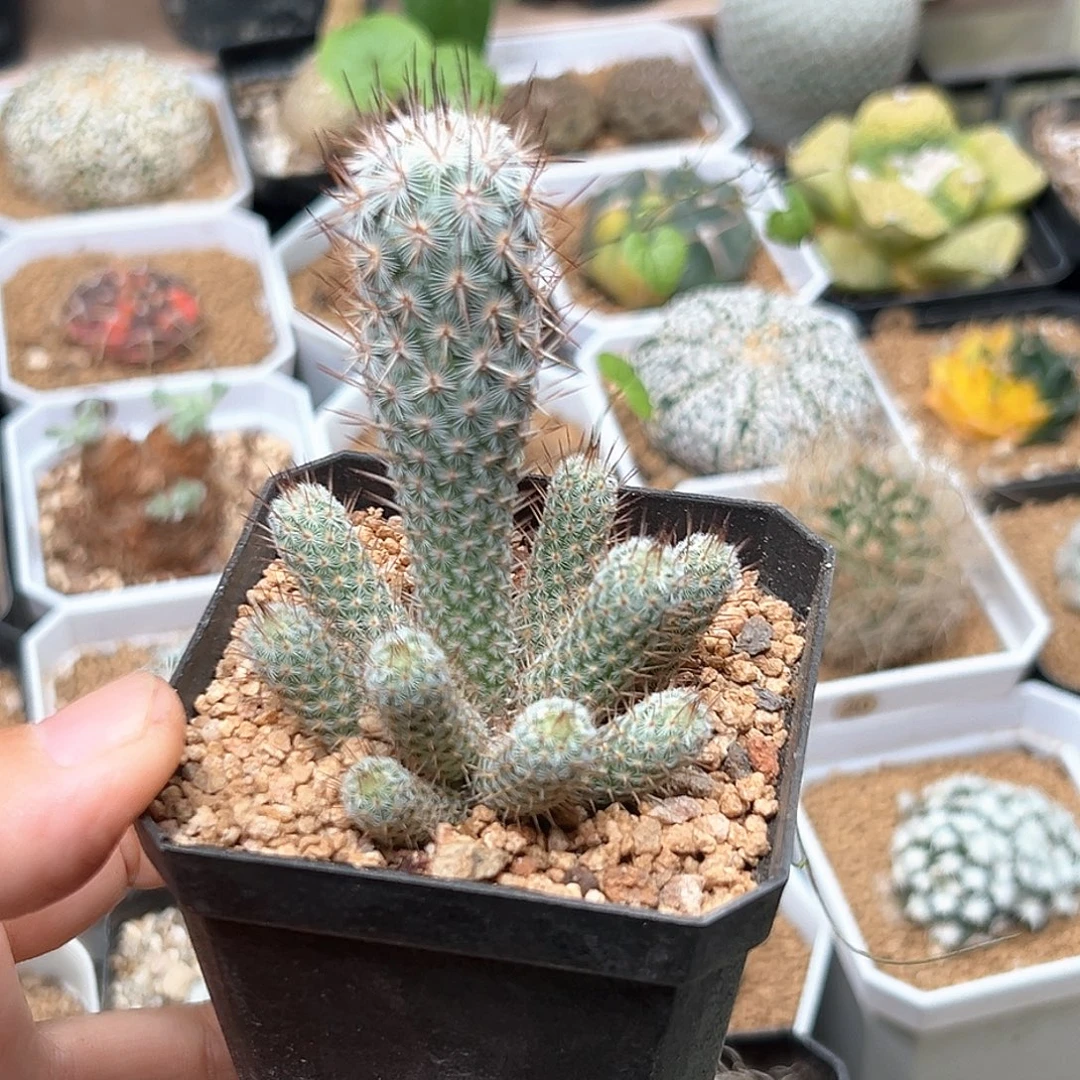 无花朵稀有团扇银狐团扇