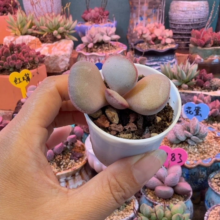 一物一拍，感谢支持
