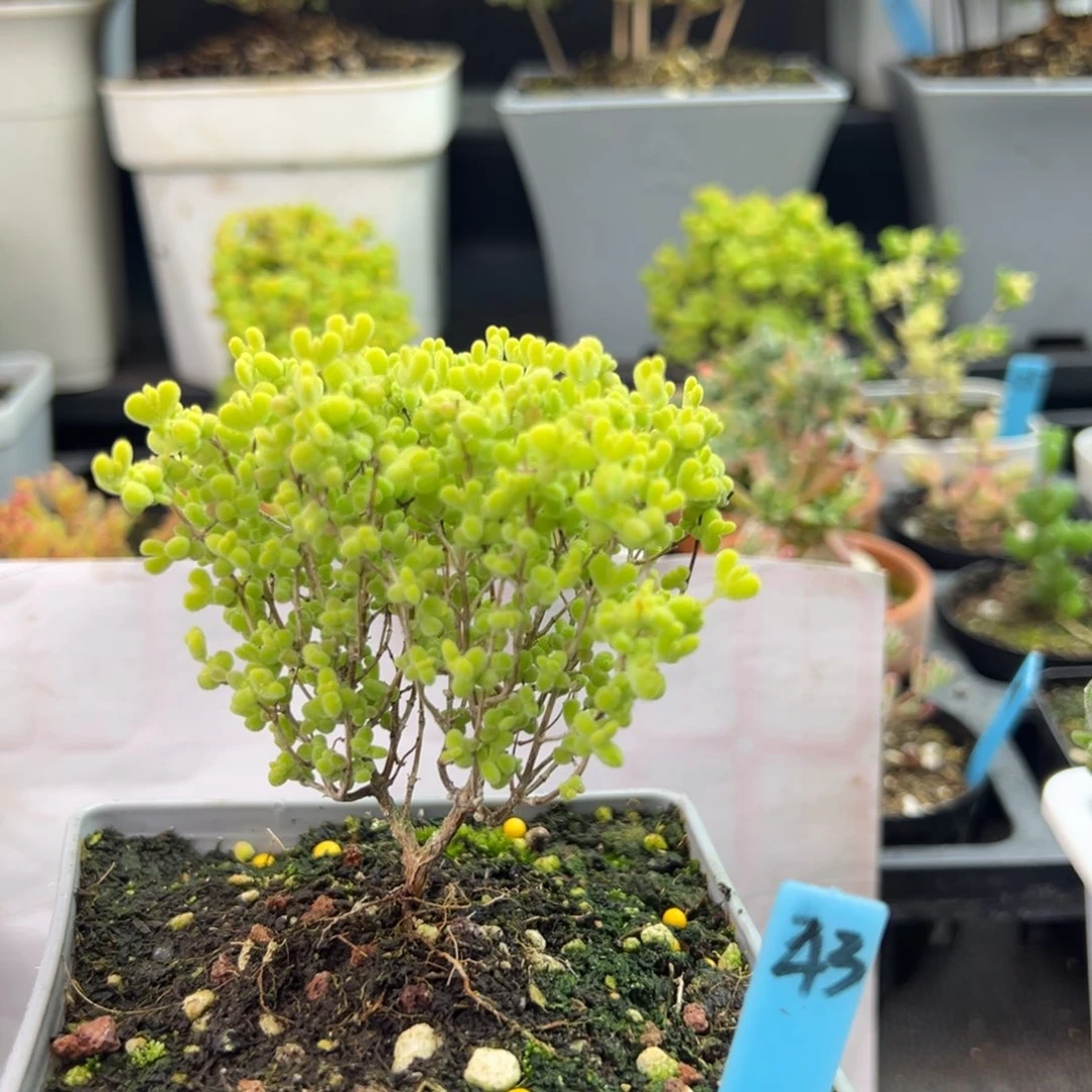 莱斯锦43号10厘米盆