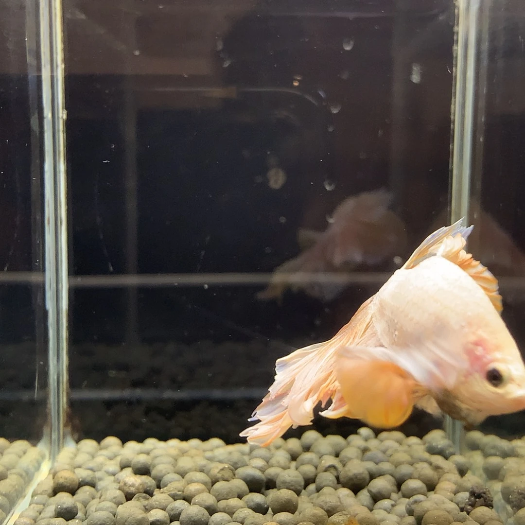 斗鱼七弟泰国斗鱼101