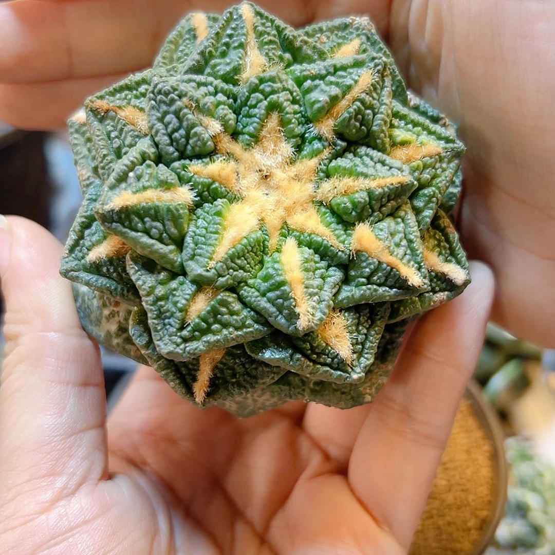 晚48号自根龟甲牡丹7.6公分