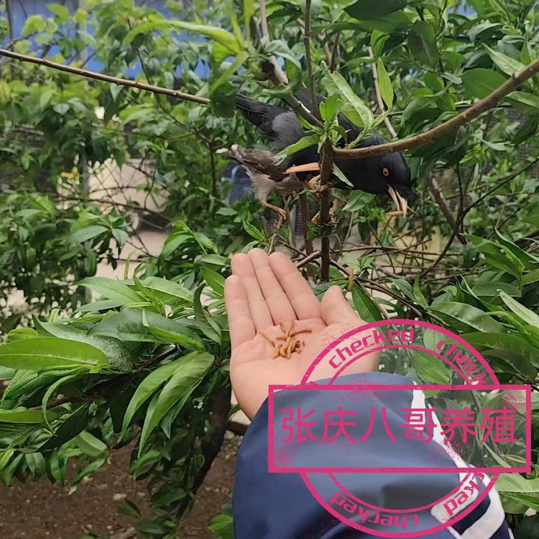 头窝一对活体大体三个月自己会吃的黑八宠物鹦鹉