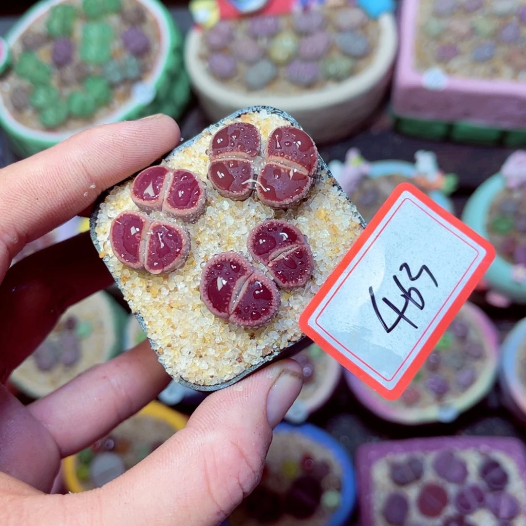 463生石花带盆发1